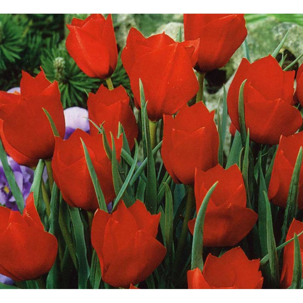 Red Hunter Praestans Perennial Tulip 10 Bulbs Multi Flowering 6