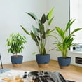 thumbnail image 5 of FIASON 3 Pack Plastic 9/10/12 Inch Blue with Brown Self Watering Plant Pots for Indoor Outdoor,Flower Pots Include Drainage Holes and Saucer, 5 of 11