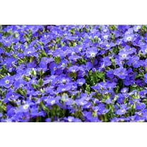 25 CREEPING BLUE SPEEDWELL Veronica Repens Groundcover Flower Seeds