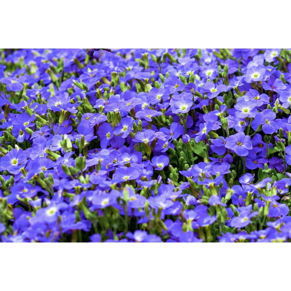 25 CREEPING BLUE SPEEDWELL Veronica Repens Groundcover Flower Seeds