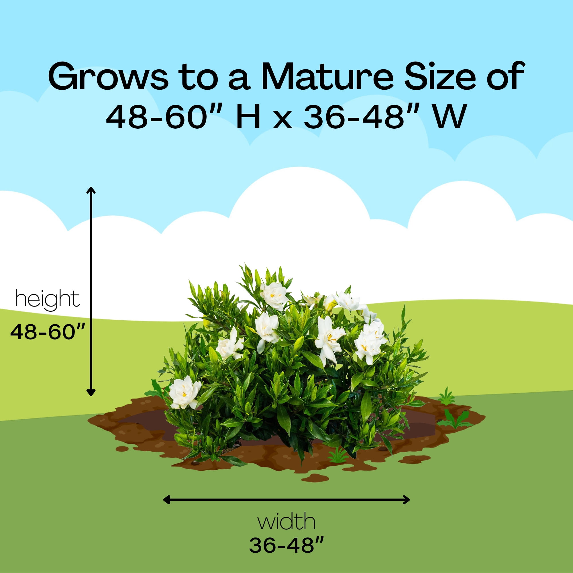 Expert Gardener 2.5 Quart Gardenia Frostproof Live Shrub