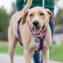 MUSEYA Round Pet Id Tag Pet Supply Identification Copper 1Set