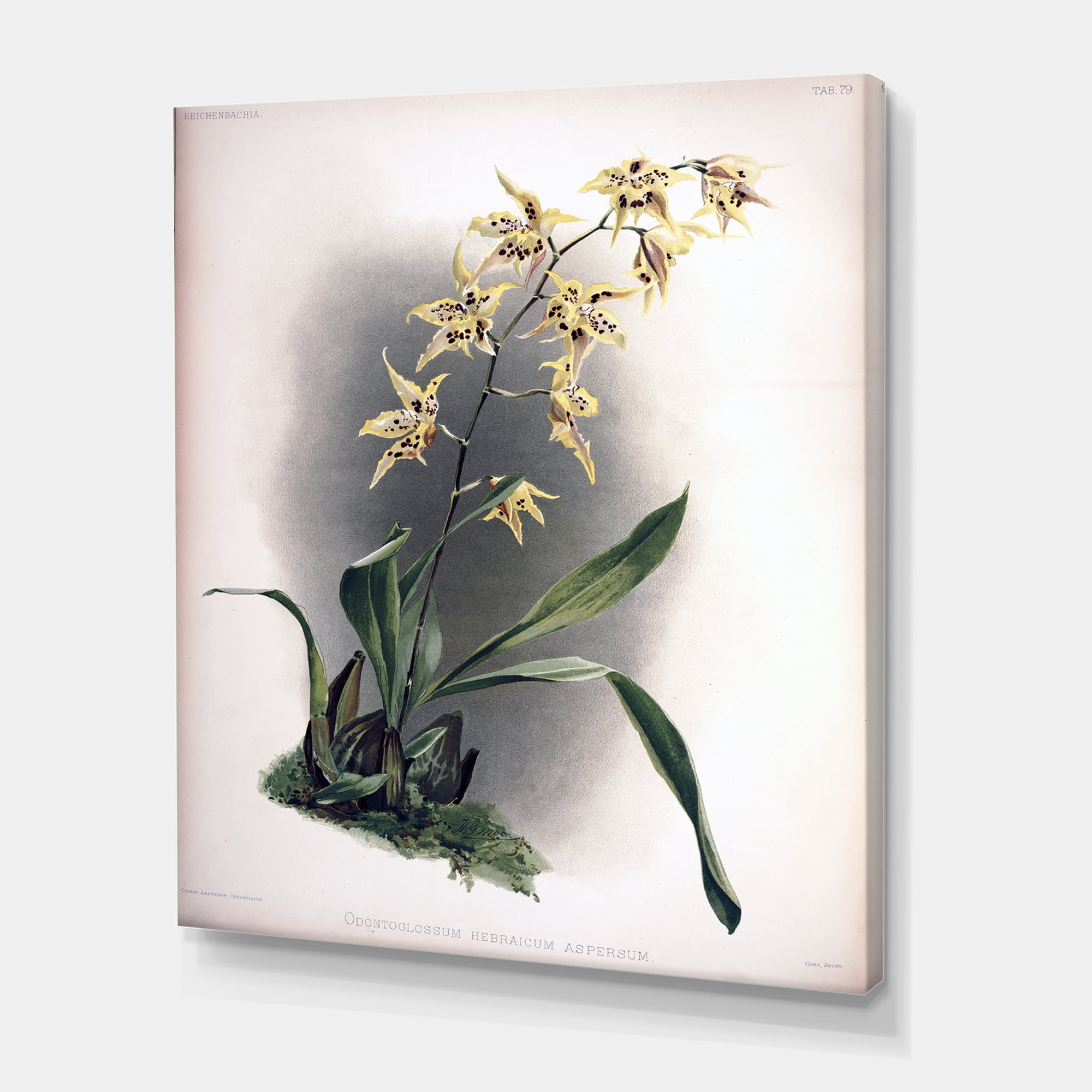 Designart ' Ancient Orchid Flower ' Traditional Canvas Wall Art Print