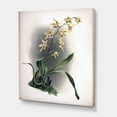 thumbnail image 3 of Designart ' Ancient Orchid Flower ' Traditional Canvas Wall Art Print, 3 of 4