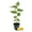 Yellow, variant on Red Jamaican Cherry Tree - Strawberry Tree - 1 Live Starter Plant - Muntingia Calabura - Edible Fruit Bearing Tree for The Patio and Garden