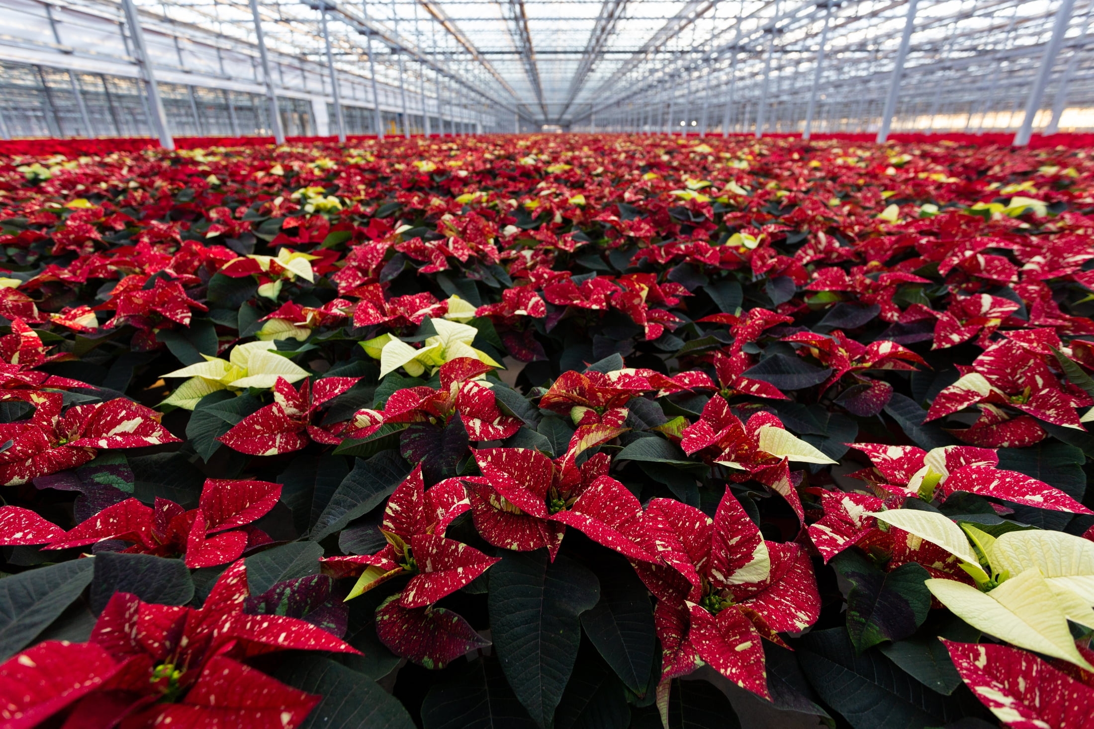 Better Homes & Gardens 1.25gal Red White Poinsettia Live Houseplant Plastic Decorative Planter