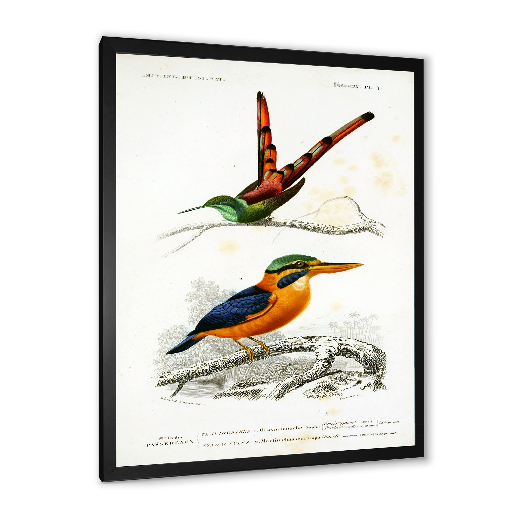 Designart 'Ancient Bird I' Traditional Framed Art Print