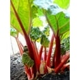 thumbnail image 2 of 25 Graines de Rhubarbe VICTORIA Alias Pieplant Rheum Rhabarbarum Vivace Fruit Légume Graines, 2 of 5