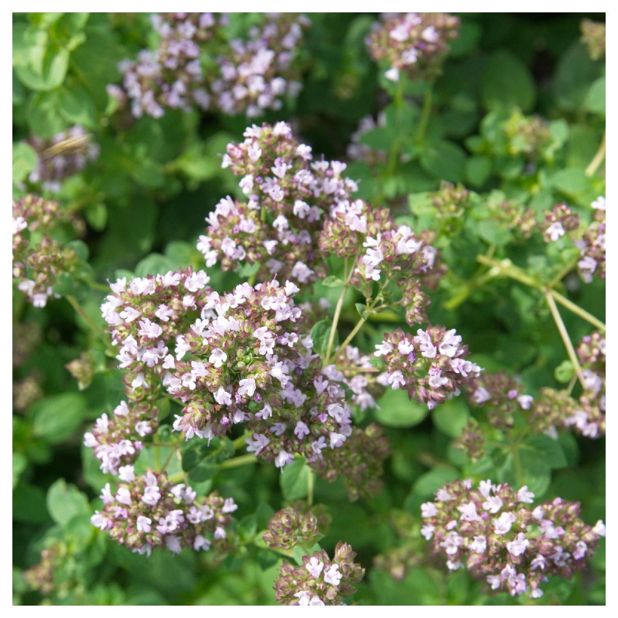 Everwilde Farms - 1 oz Organic Italian Oregano Herb Seeds - Gold Vault Bulk Seed Packet