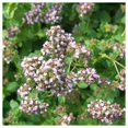 thumbnail image 4 of Everwilde Farms - 1000 Organic Italian Oregano Herb Seeds - Gold Vault Jumbo Bulk Seed Packet, 4 of 5