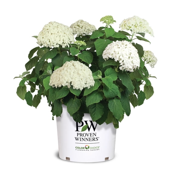Proven Winners ColorChoice Incrediball Hydrangea Live Shrub (5 Gallon)