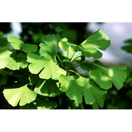 Maidenhair Shell - Ginkgo/Gingko biloba - Maidenhair Tree - Living Fossil Tree - Quart Pot