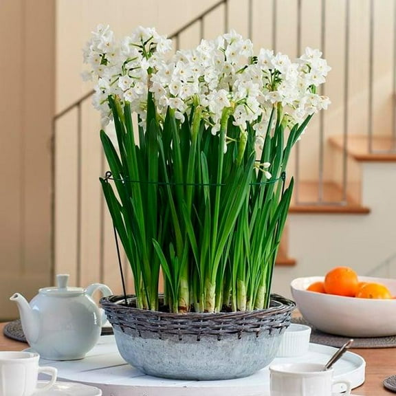 RedCrocus Paperwhite Bulbs Potted Narcissus for Indoor Decor & Forcing | Fragrant, Pollinator-Free, Easy Care  5" Terracotta Pot (Pack of 2)