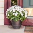 thumbnail image 6 of Gardener's Blue Ribbon Saucer Plus 16 In. Clear Plastic Flower Pot Saucer SP16, 6 of 6