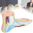 thumbnail image 1 of Wchiuoe Human Foot Model Adults Lifesize Teaching Research Muscle Display Explain Accessories,Human Foot Model,Teaching Foot Model, 1 of 8
