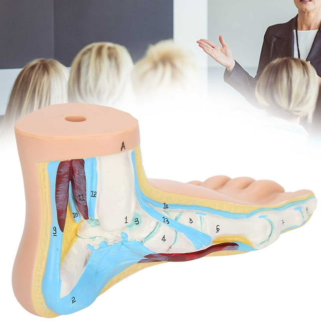 Wchiuoe Human Foot Model Adults Lifesize Teaching Research Muscle Display Explain Accessories,Human Foot Model,Teaching Foot Model