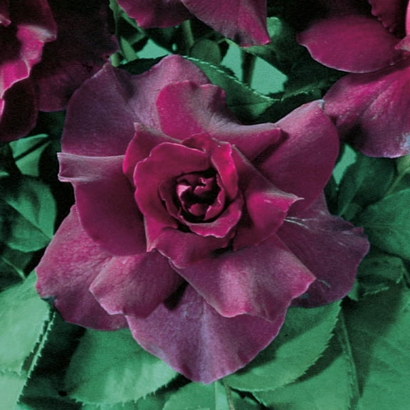 Intrigue Floribunda Rose Dormant Bare Root Shrub (1-Pack)