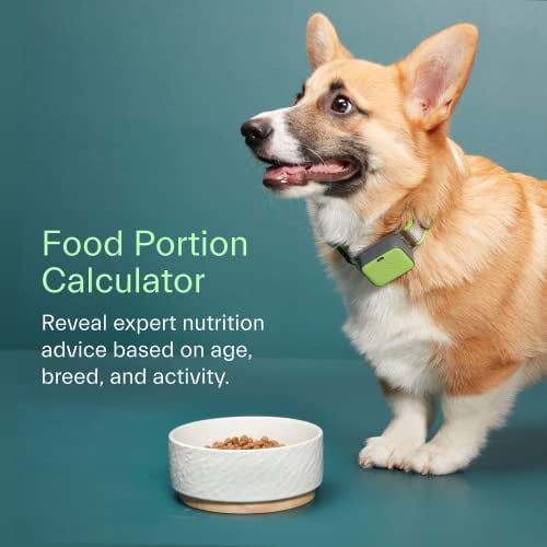 Whistle GO Explore Ultimate Health Location Tracker for Pets