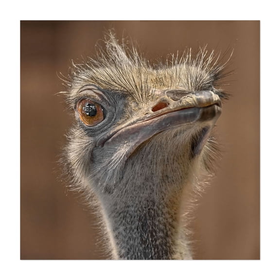 Ostrich Eye - Photography Animal Wildlife Bird Portrait Nature Humor Unframed Wall Art Print 6 x 6 inches