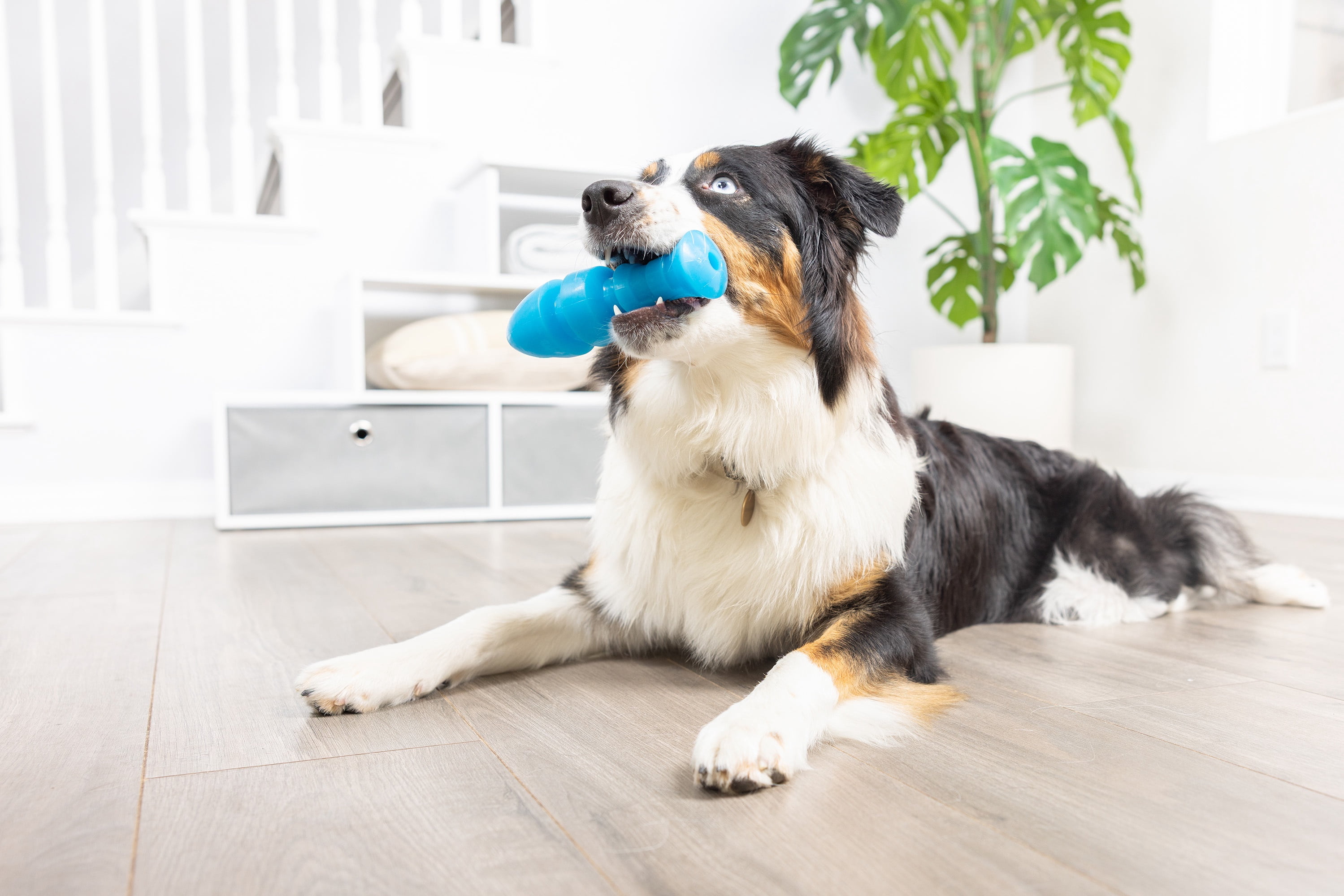 Chuckit! Bones Glow Treat Fish Puzzle Dog Toy, Large, Blue Glow – Salmon‑Scented Treat & Chew Toy for Dogs 60–100 lb, Pack of 1