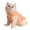 Dark Orange, variant on YIFAEUX Cats Fuzzy Vest Winter Warm Outfit Cat Daily Outing Clothes Fluffy Pets Coat Cute Dog Sweater for Girl Boy Kittens Puppies Small Dogs