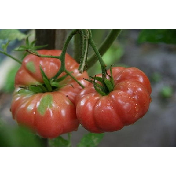 Tomato Giant Belgium Great Heirloom Garden Vegetable by Seed Kingdom 1/4 Lb Seeds