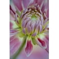 thumbnail image 2 of Clemons, Kathleen 11x14 Black Ornate Wood Framed with Double Matting Museum Art Print Titled - Maine, Harpswell Close-up of pink dahlia flower, 2 of 4