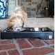 thumbnail image 3 of Cuencos Elevados Ajustables Pet Zone Negro con Doble Cuenco de Acero Inoxidable para Perros, 3 of 8
