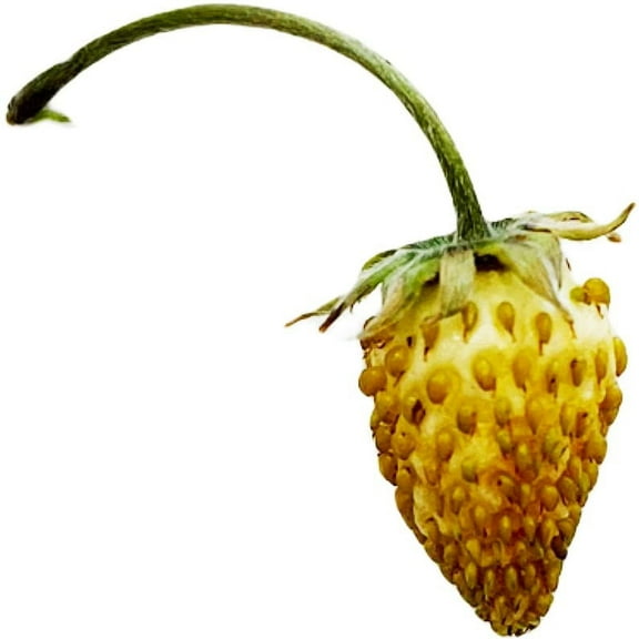 Yellow Wonder Alpine Strawberry Fraise des Bois Premium Seed Packet