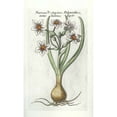 thumbnail image 2 of Narcissus DArgier Poster Print by Robert Morison (12 x 18), 2 of 2