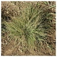 Everwilde Farms Gold Vault Buffalo Grass Native Seeds 1 oz DroughtResistant, Low Maintenance