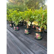 Soursop 'Guanabana' TREE. 3 Gallon pot. Ship to all states
