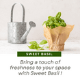 thumbnail image 3 of Basil Plant, 3 - 5 inches Starter Plant, Sweet Basil, Fragrant Leaves, Basil for Indoor Outdoor Growing, 3 of 5