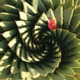 thumbnail image 2 of Gosselin 15x15 Black Ornate Wood Framed with Double Matting Museum Art Print Titled - Spiral Aloe, 2 of 4