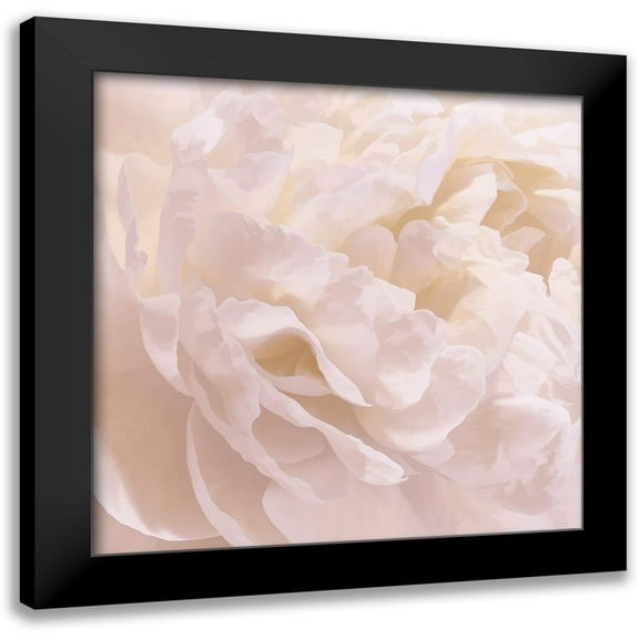 Pollard, David 12x12 Black Modern Framed Museum Art Print Titled - Peony Peaches and Cream I