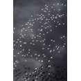thumbnail image 2 of Souders, Paul 11x14 White Modern Wood Framed Museum Art Print Titled - Africa-Tanzania-Aerial view of flock of Greater and Lesser Flamingos flying above salt waters, 2 of 4