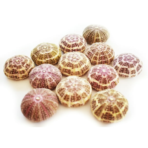 Set of 12 Small Beautiful Alfonso Gator Sea Urchins 2"- 3" Coastal Beach Cottage Craft Decor Display Air Plant Holder