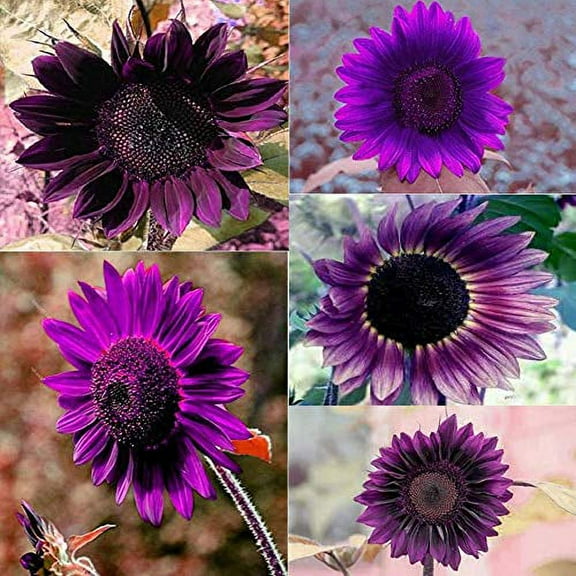 Daisy Garden 100Pcs Rare Purple Sunflower Seeds Beautiful Flower Home Garden Ornament