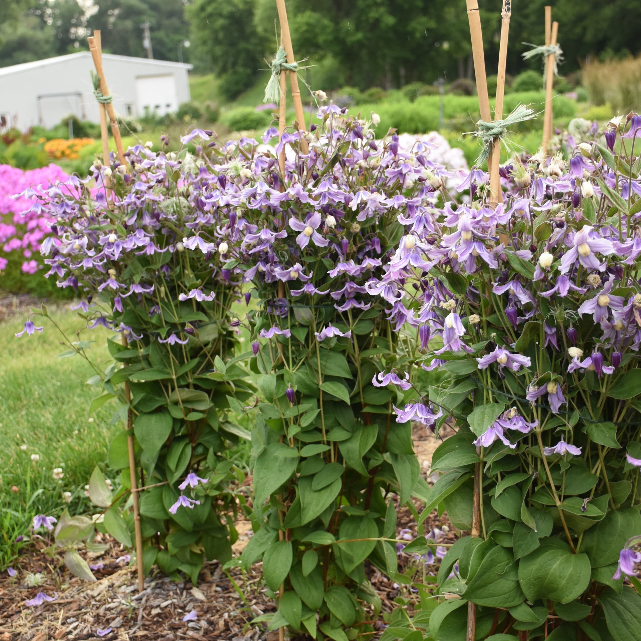 Proven Winners 6" Purple 'Stand by Me Lavender' Bush Clematis Live Plant in 6.5" Pot