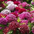 thumbnail image 4 of Sweet William Dianthus Mix Flower Seeds, 1000 Flower Seeds Per Packet, Dianthus barbatus, 4 of 8