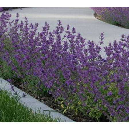 Classy Groundcovers - Nepeta x faasenii 'Walkers Low' Nepeta racemosa, N. mussinii  {25 Pots - 3 1/2