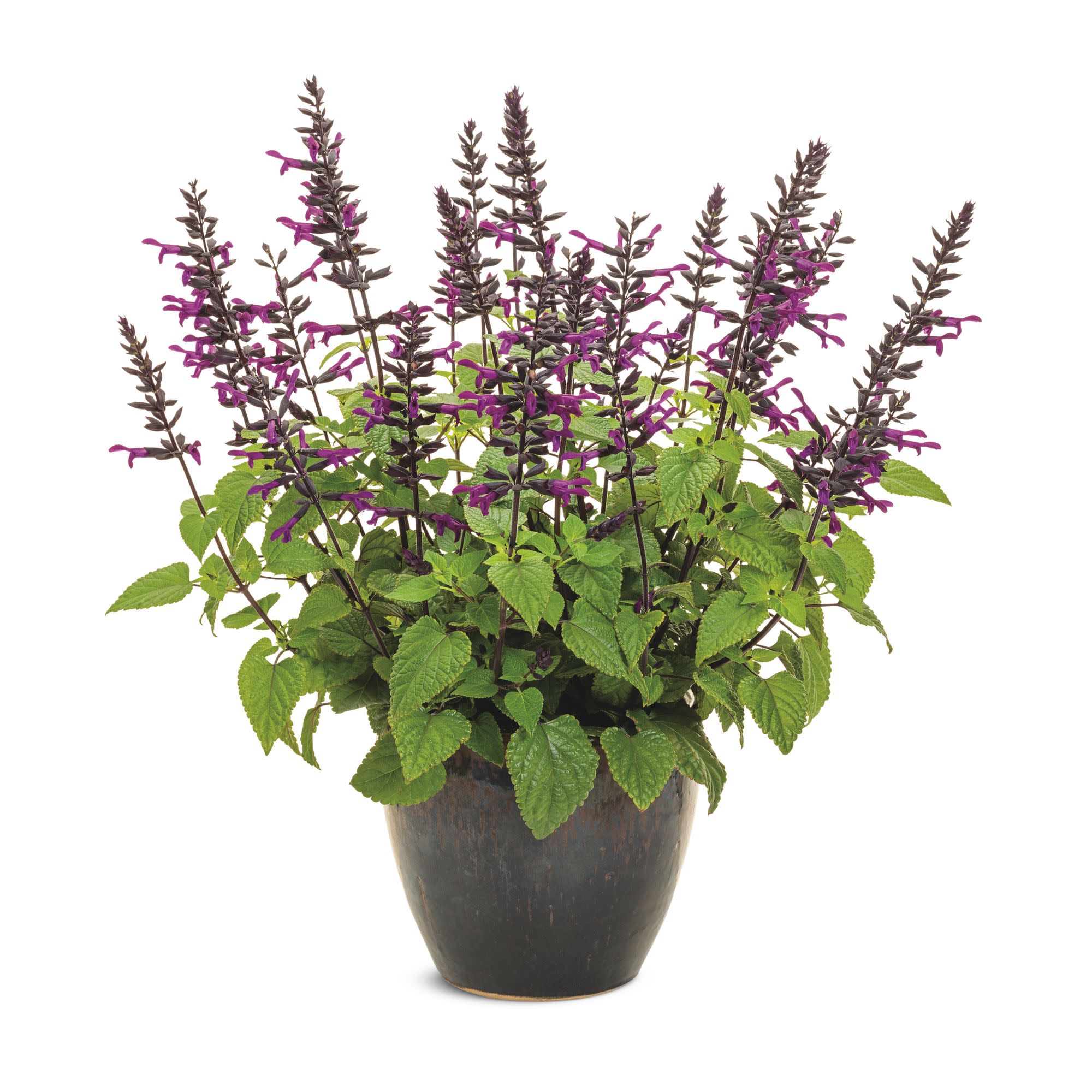 Proven Winners 8" Rockin' Deep Purple Salvia Live Plant in 6.5" Pot