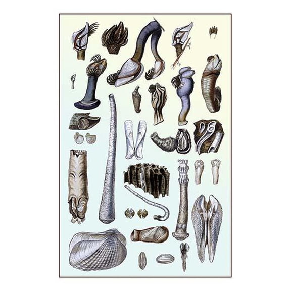 Shells: Pedunculated Cirrepedes and Conchifera Dimyaria-Fine Art Canvas Print (20" x 30")
