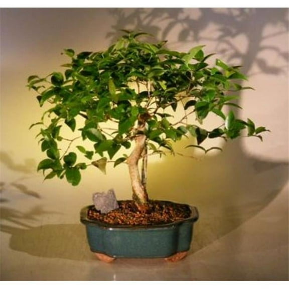 Bonsai Boy of New York e2685 Eugenia Uniflora Flowering Surinam Cherry Bonsai Tree