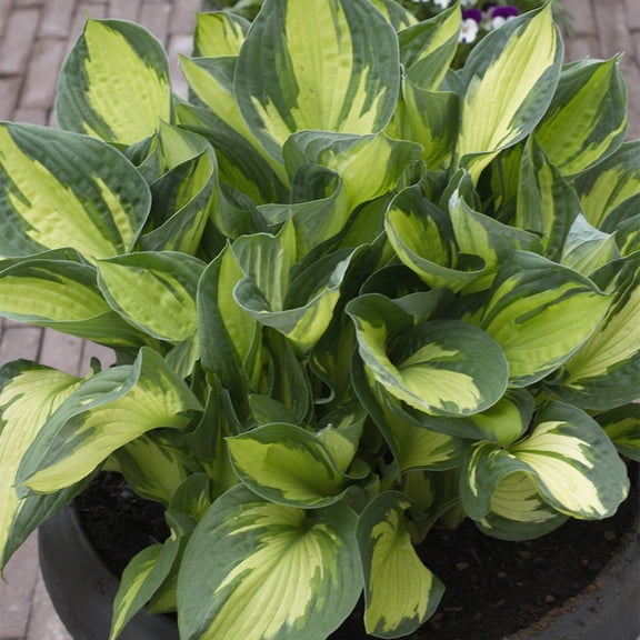 Van Zyverden Hosta Whirlwind Set of 3 Plant Roots Green Partial Shade Perennial Easy to Grow 1 lb
