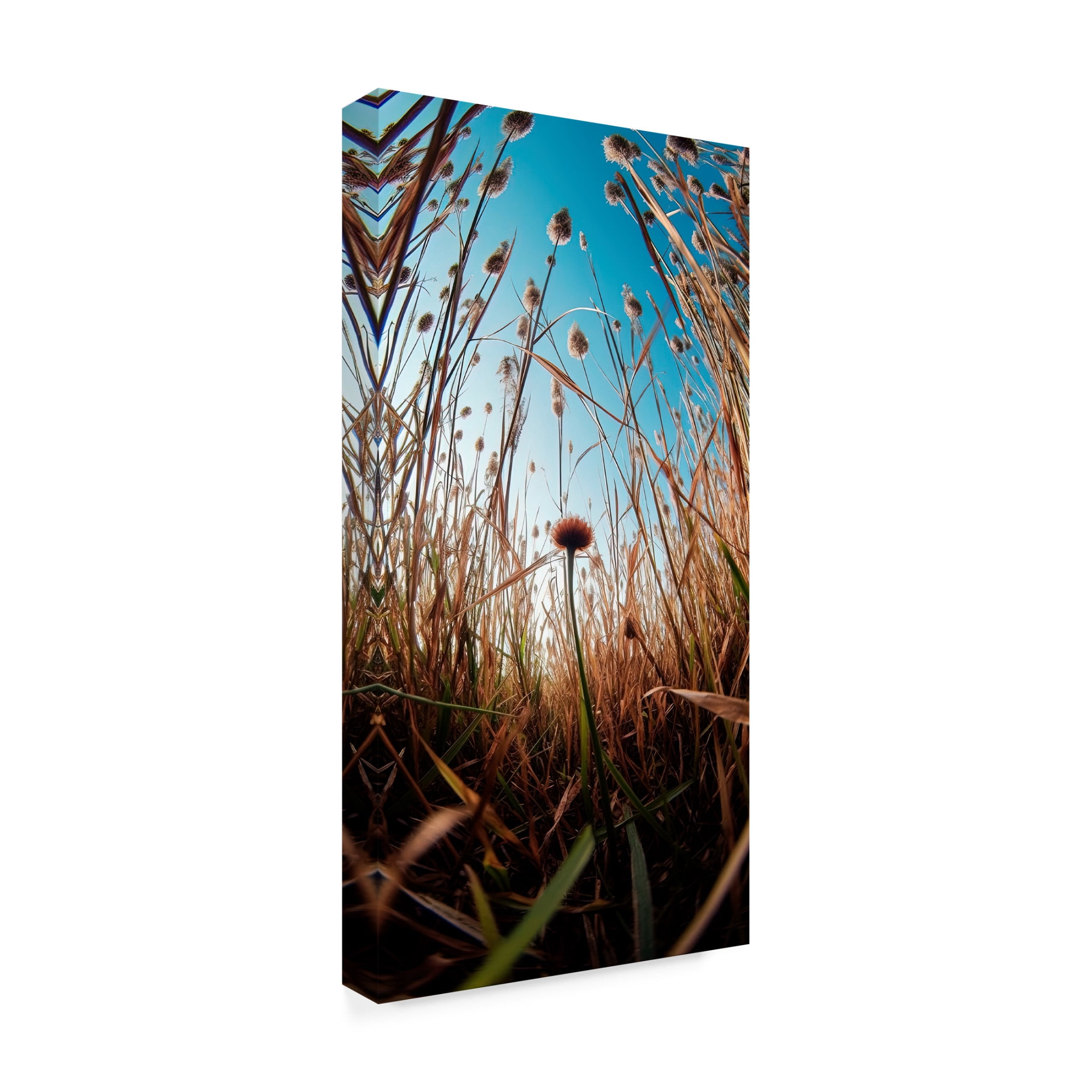 Canvas Wall Art - Decent Exposures 'Daydream' Wall Art for Living Room, Bedroom, or Office Décor by Trademark Fine Art - 10 x 19 Inches