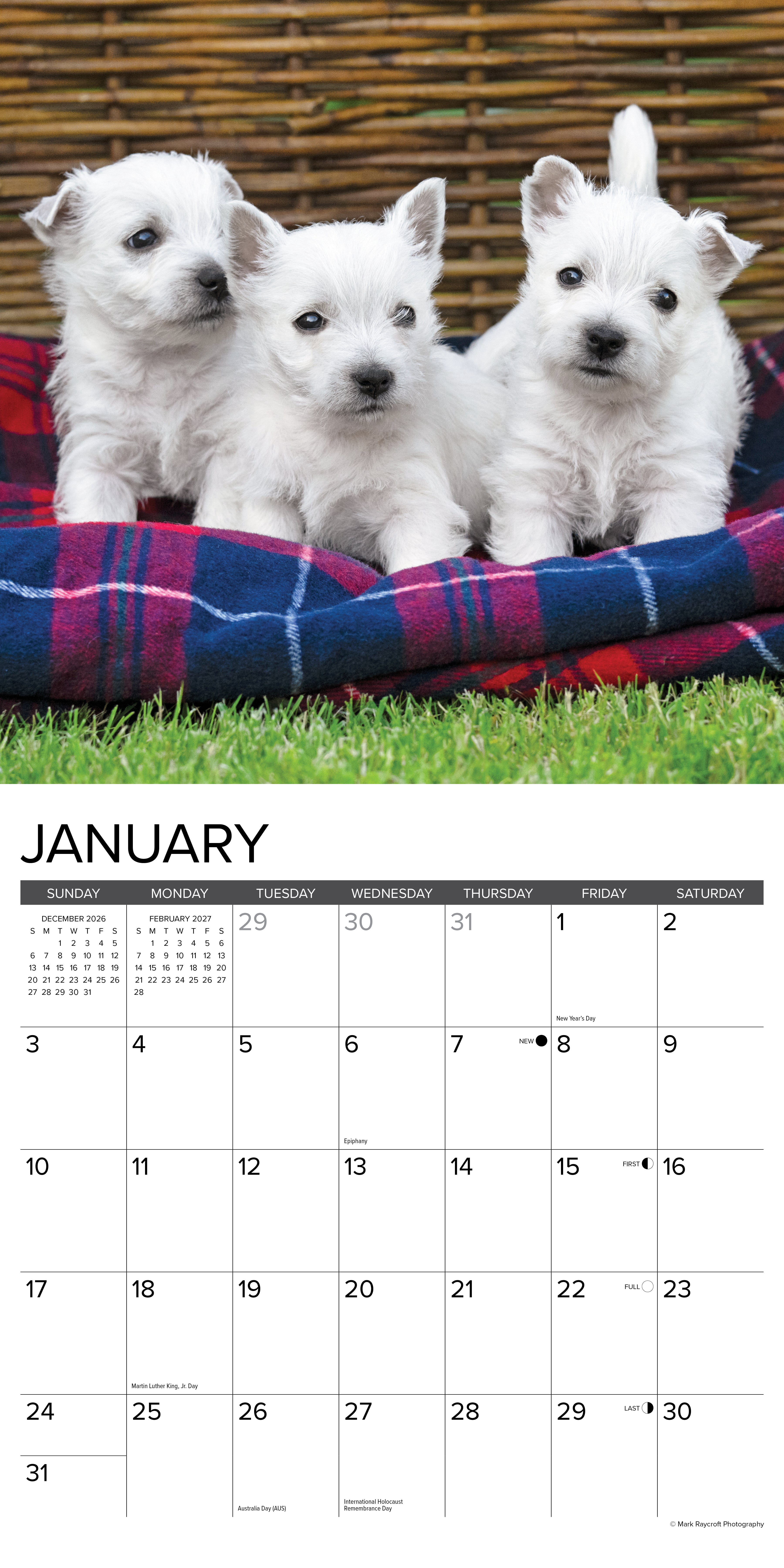 Willow Creek Press, Westie Puppies 2027 Wall Calendar