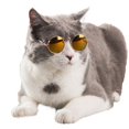 thumbnail image 1 of Gafas de moda para mascotas para perros pequeños, cachorros, gatos, gafas de sol, fotos, accesorios de decoración Likrtyny 1lf9mv7cq4dl2bs7, 1 of 6