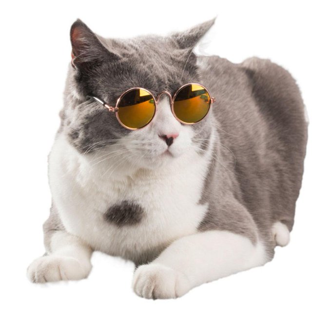 Gafas de moda para mascotas para perros pequeños, cachorros, gatos, gafas de sol, fotos, accesorios de decoración Likrtyny 1lf9mv7cq4dl2bs7