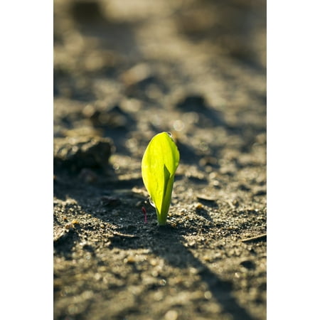 A young corn seedling emerges from the wet ground Iowa United States of America Stretched Canvas - Scott Sinklier  Design Pics (12 x